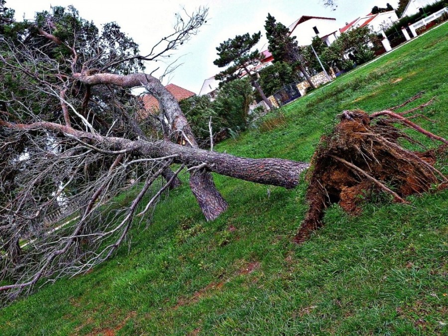 uprooted tree.jpg | Croatia Travel Blog - Chasing the Donkey
