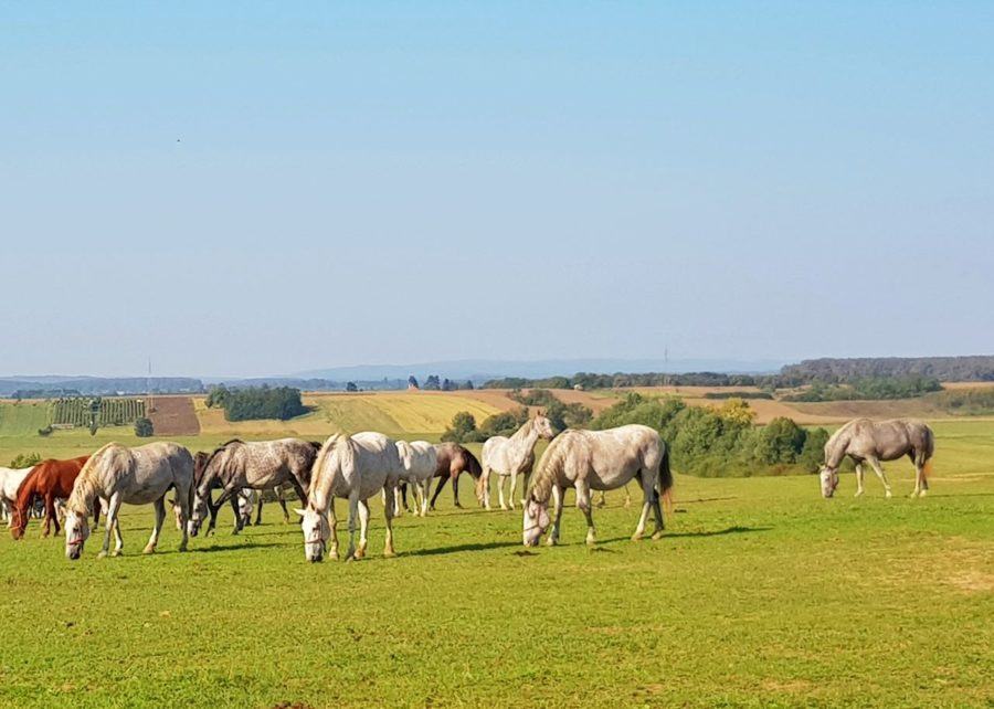 Things To Do In Slavonia - Stud Farm Horses